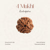 4 Mukhi Rudraksha