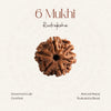 6 Mukhi Rudraksha