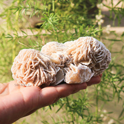 Selenite desert rose Cluster with leafy background