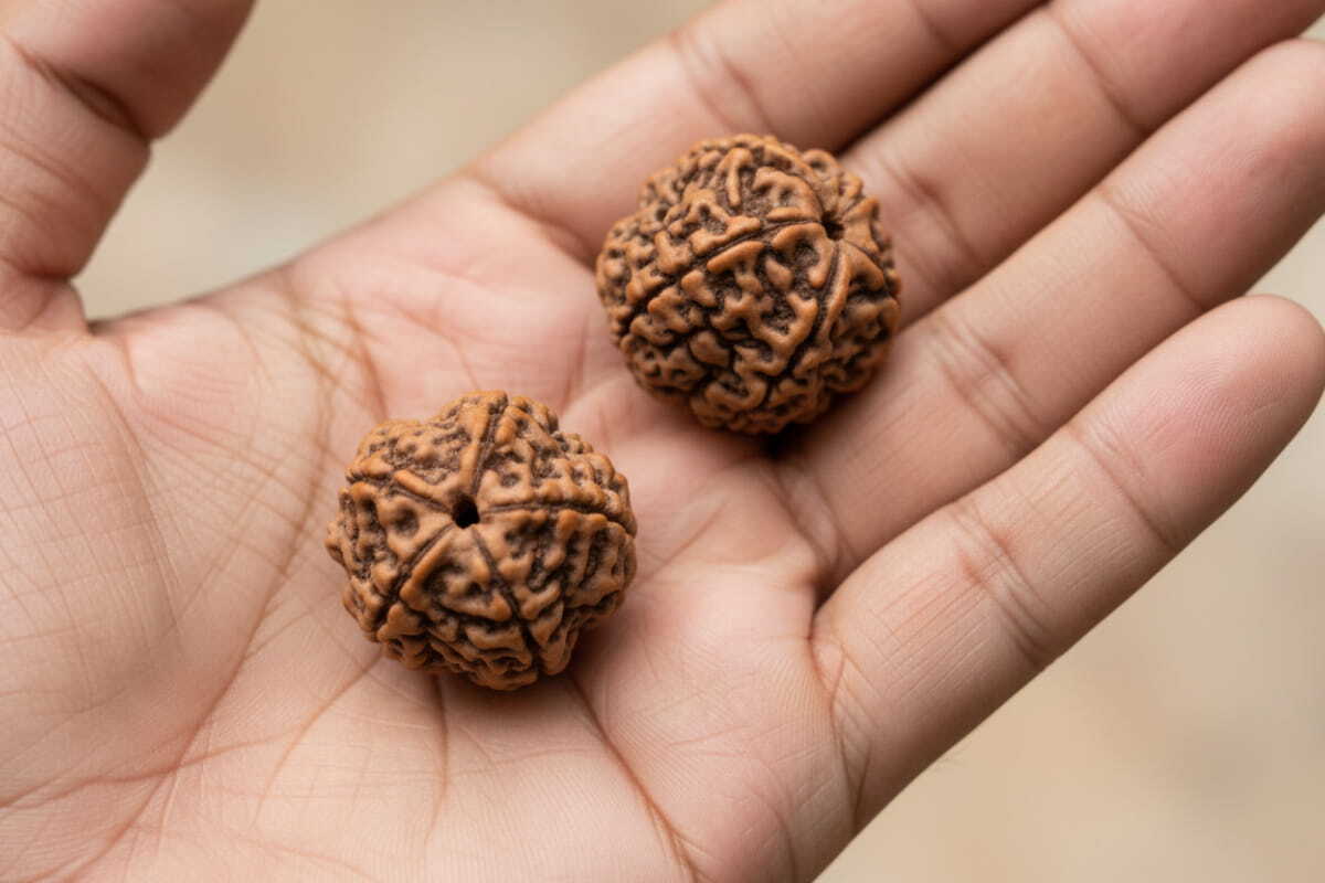 Rudraksha