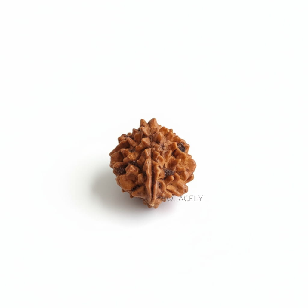 2 Mukhi Rudraksha