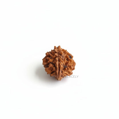 2 Mukhi Rudraksha