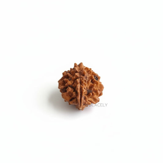 2 Mukhi Rudraksha