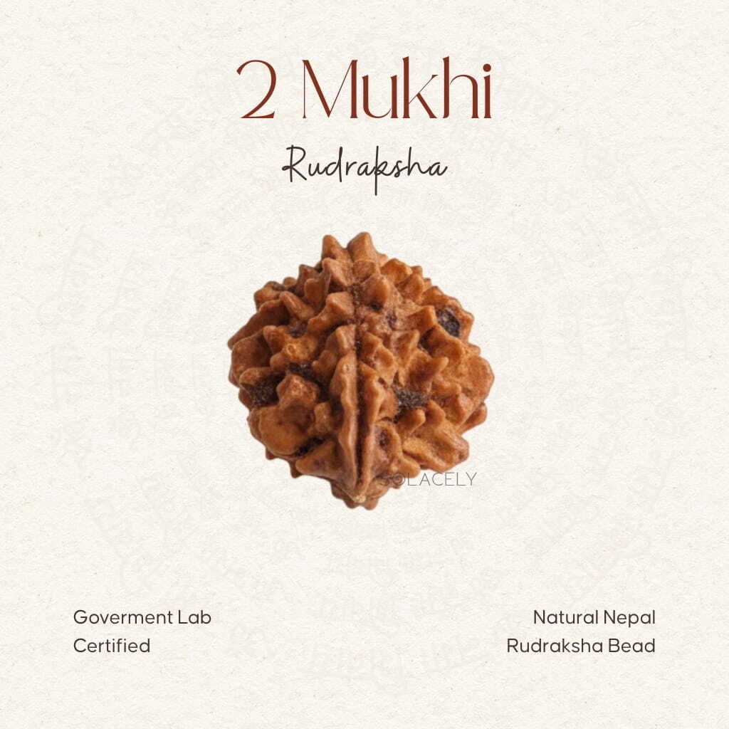 2 Mukhi Rudraksha