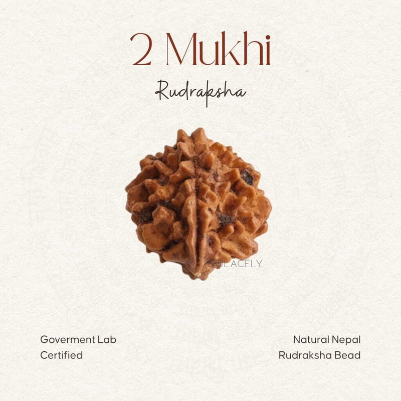 2 Mukhi Rudraksha