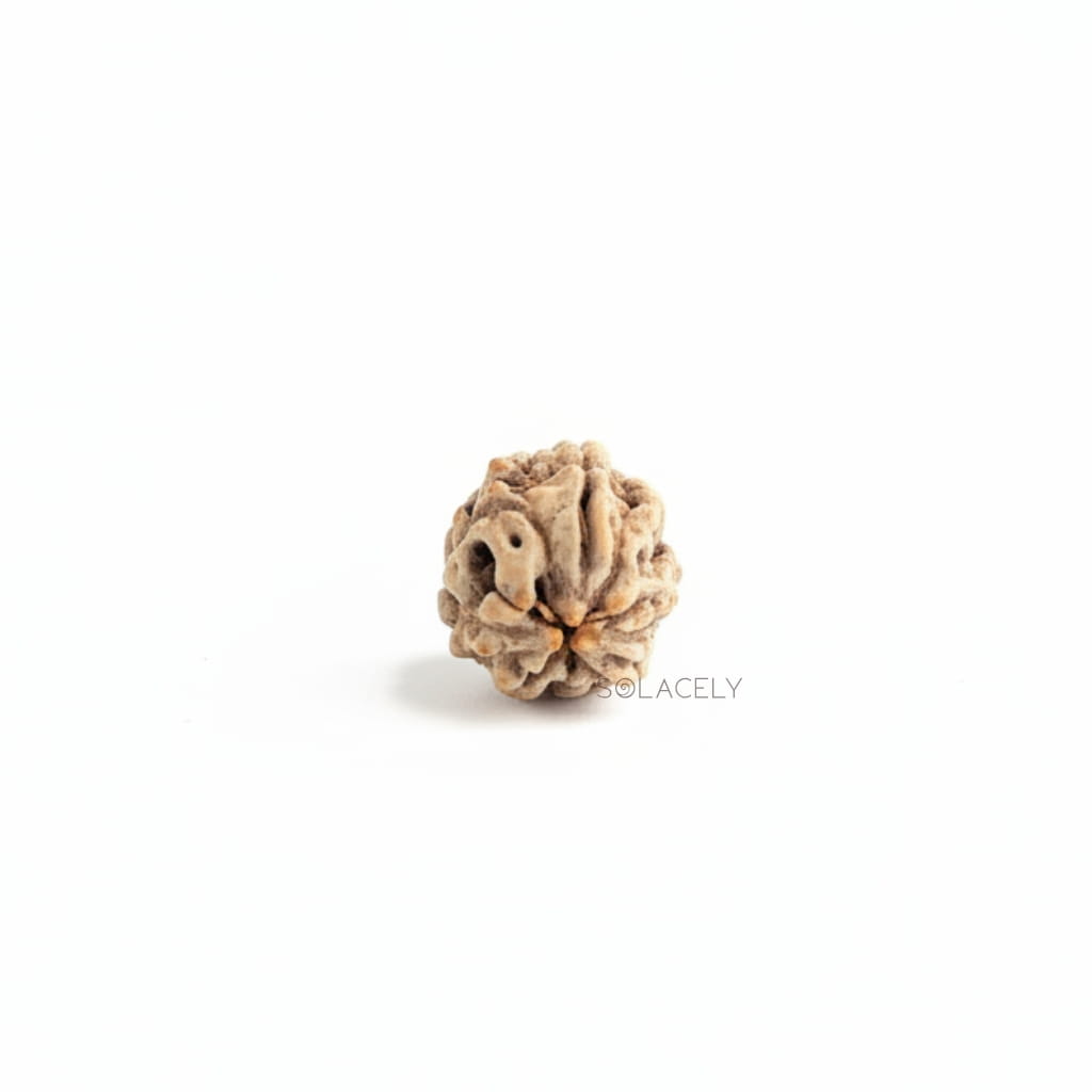 3 Mukhi Rudraksha
