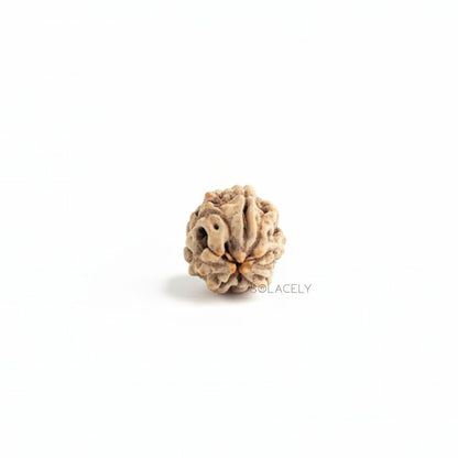 3 Mukhi Rudraksha