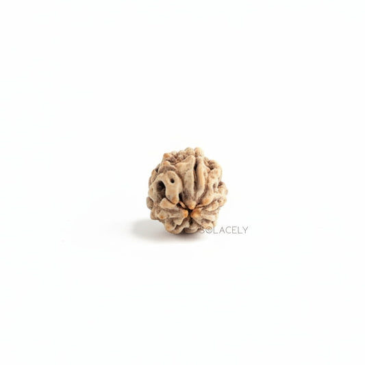 3 Mukhi Rudraksha
