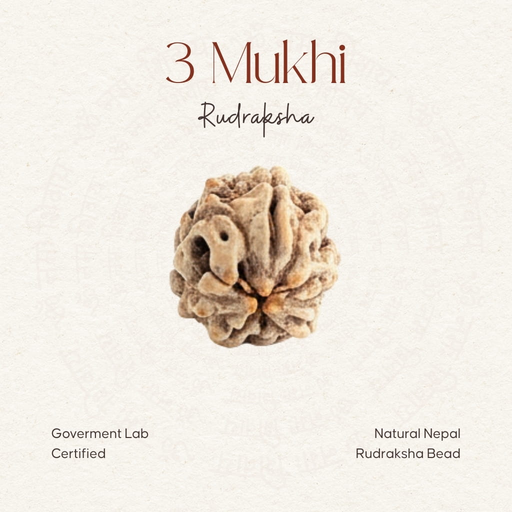 3 Mukhi Rudraksha