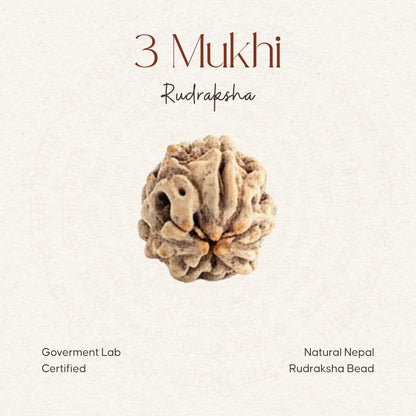 3 Mukhi Rudraksha
