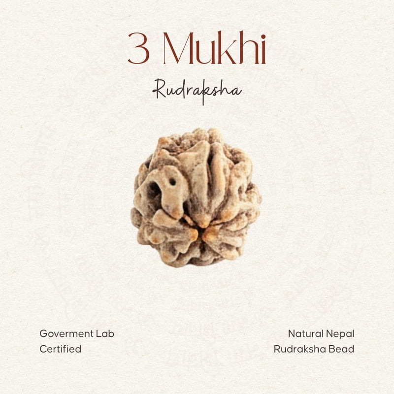 3 Mukhi Rudraksha
