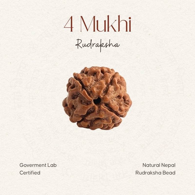 4 Mukhi Rudraksha