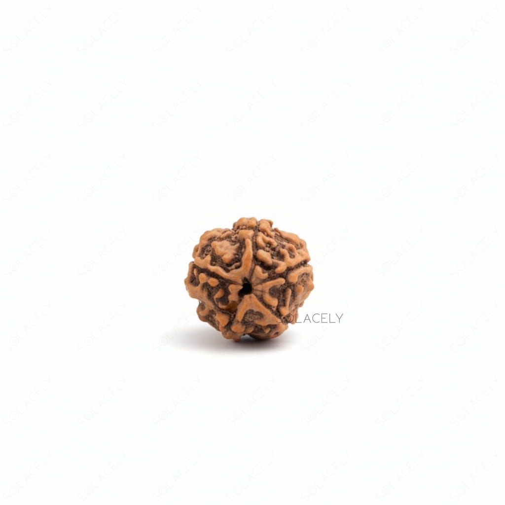 5 Mukhi Rudraksha