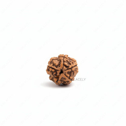 5 Mukhi Rudraksh