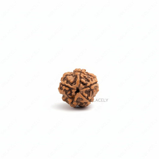 5 Mukhi Rudraksh