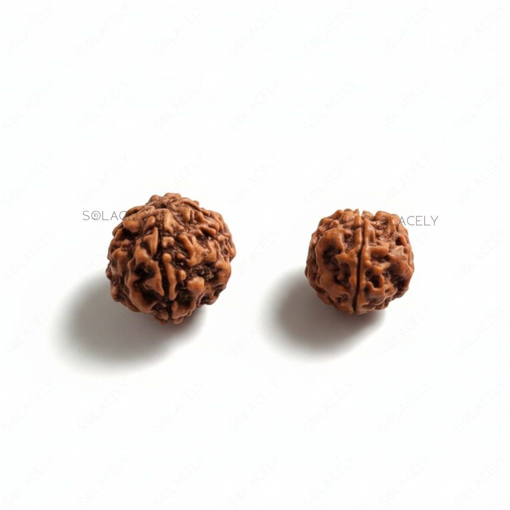 5 Mukhi Rudraksha