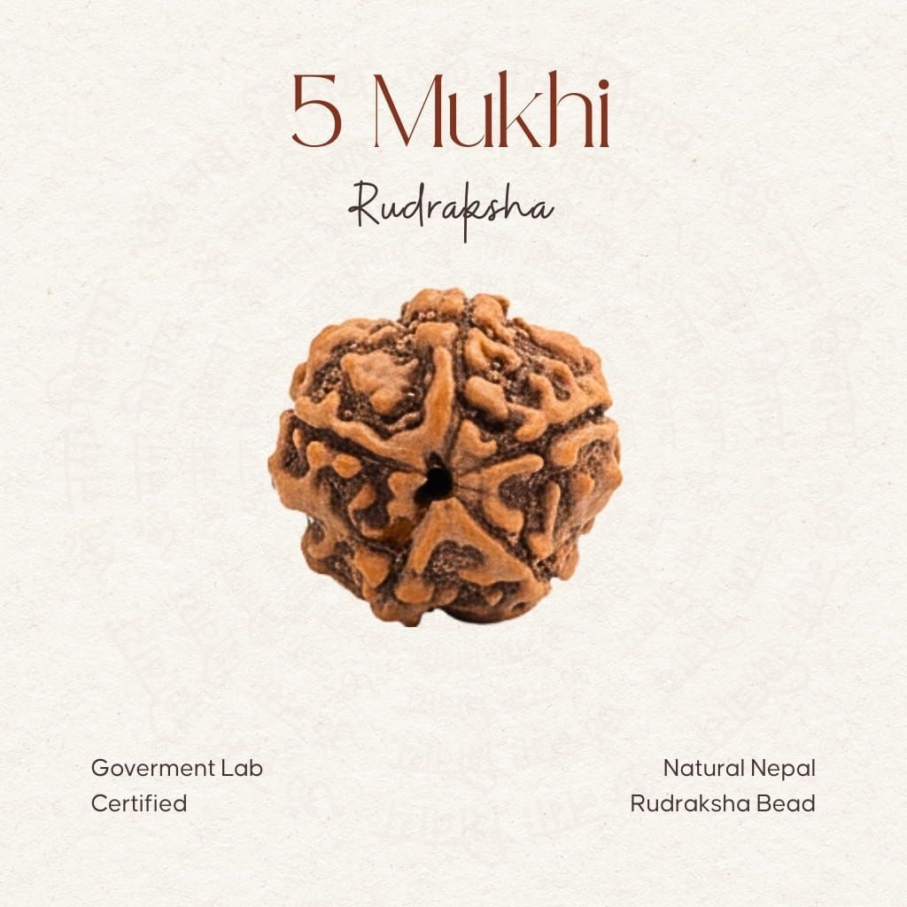 5 Mukhi Rudraksha