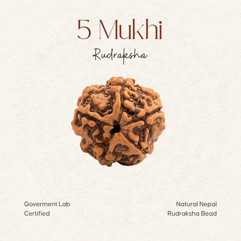 5 Mukhi Rudraksha