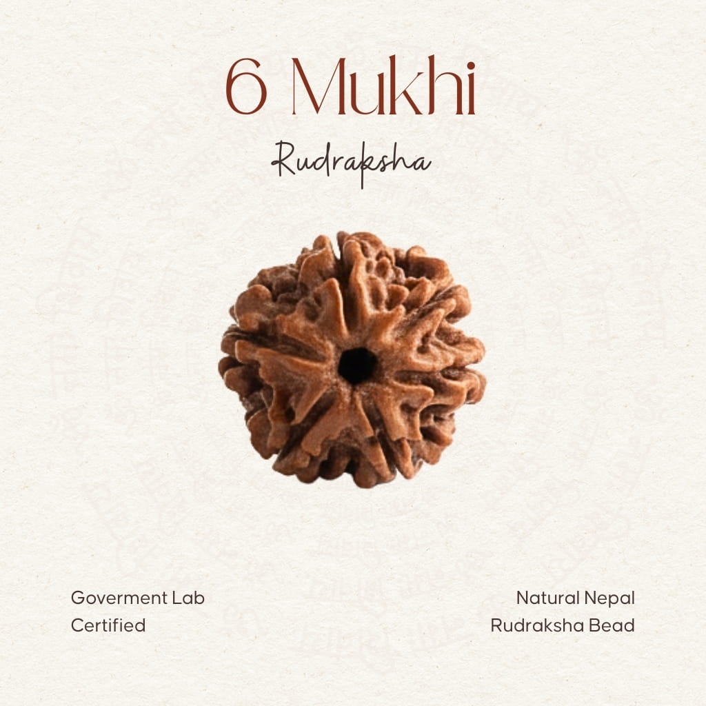 6 Mukhi Rudraksha