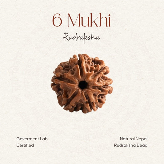 6 Mukhi Rudraksha