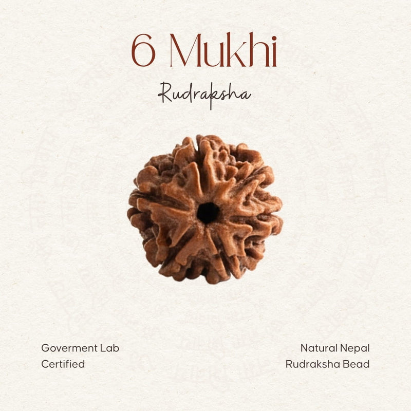 6 Mukhi Rudraksha