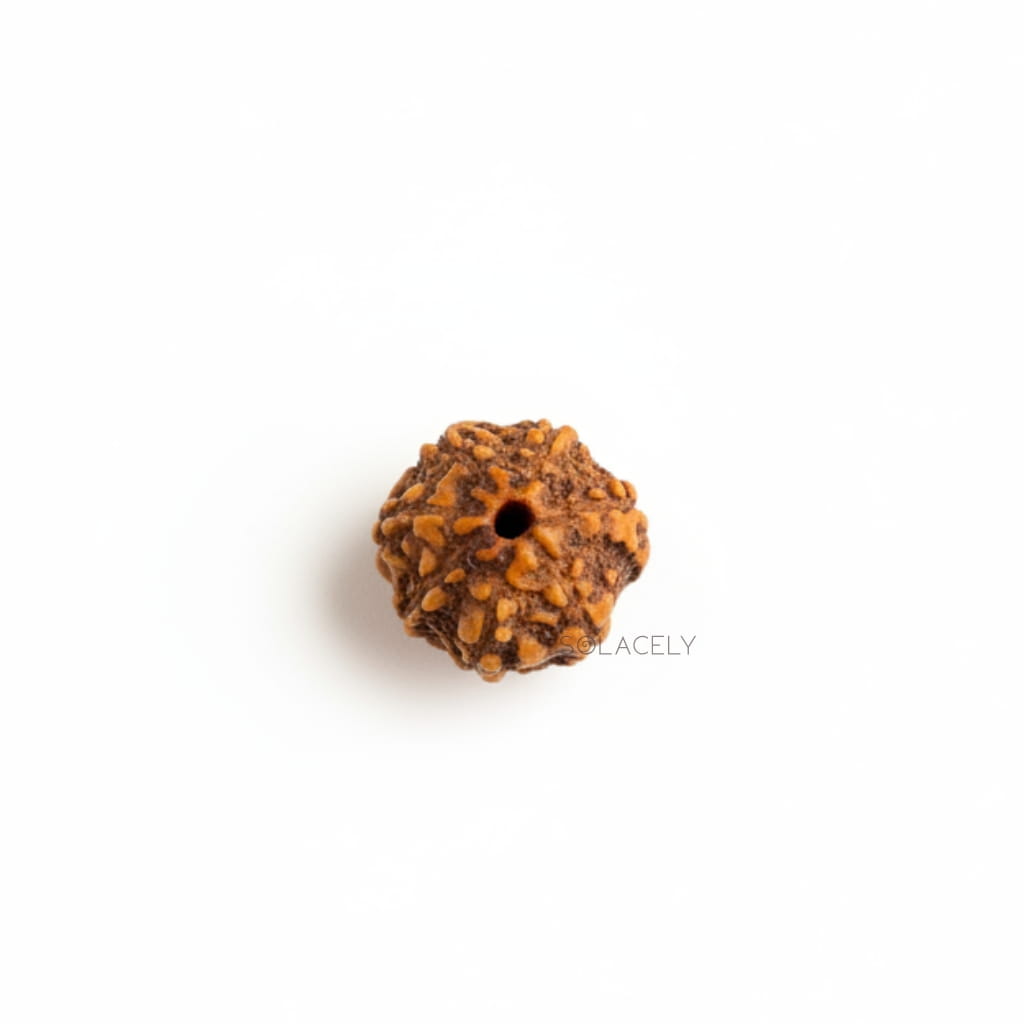 7 Mukhi Rudraksha