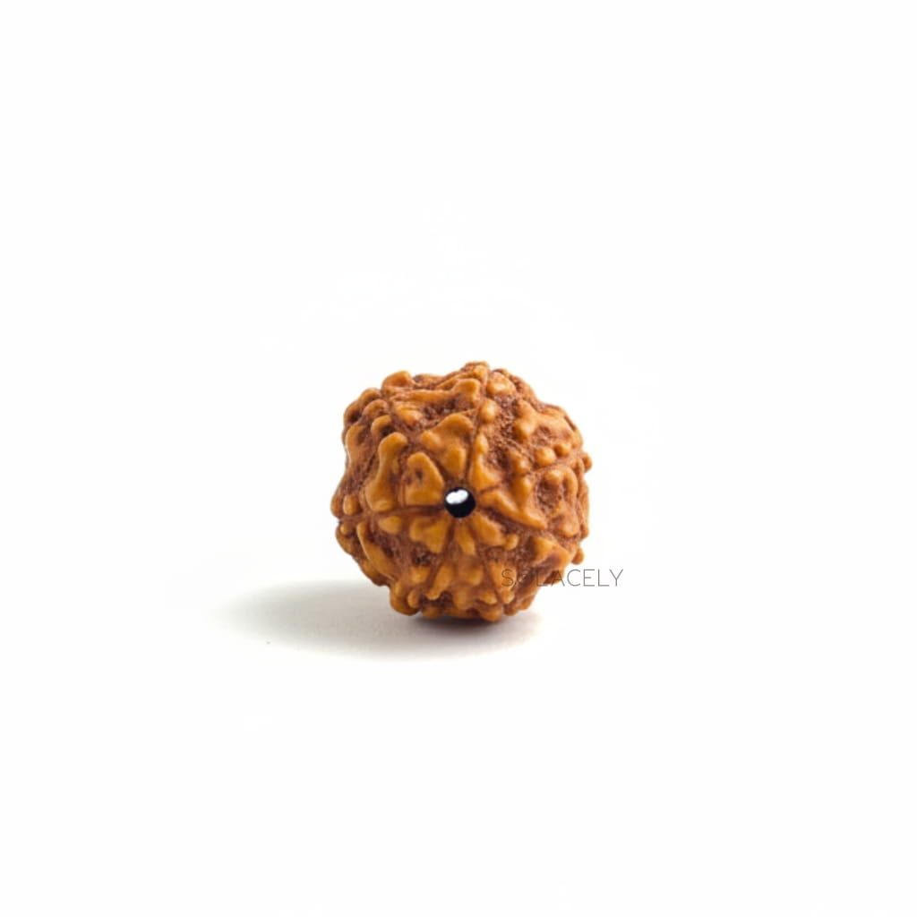 7 Mukhi Rudraksha