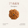 7 Mukhi Rudraksha