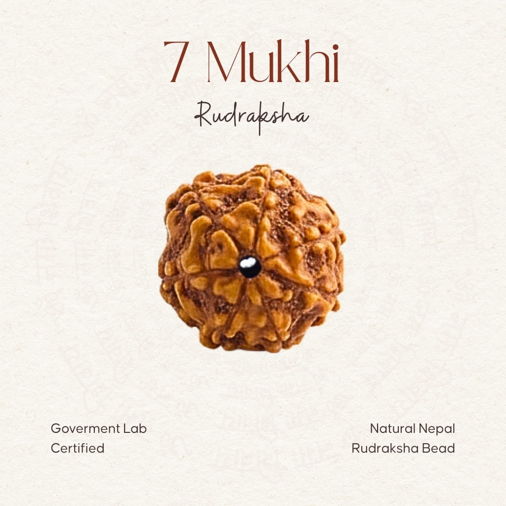 7 Mukhi Rudraksha