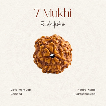 7 Mukhi Rudraksha