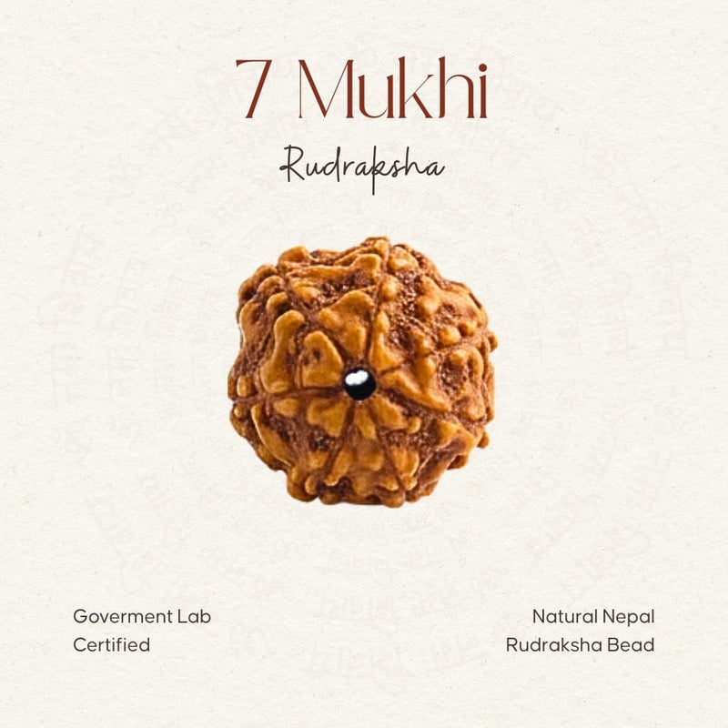 7 Mukhi Rudraksha