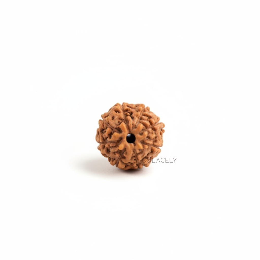 8 Mukhi Rudraksha