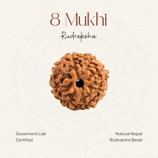 8 Mukhi Rudraksha