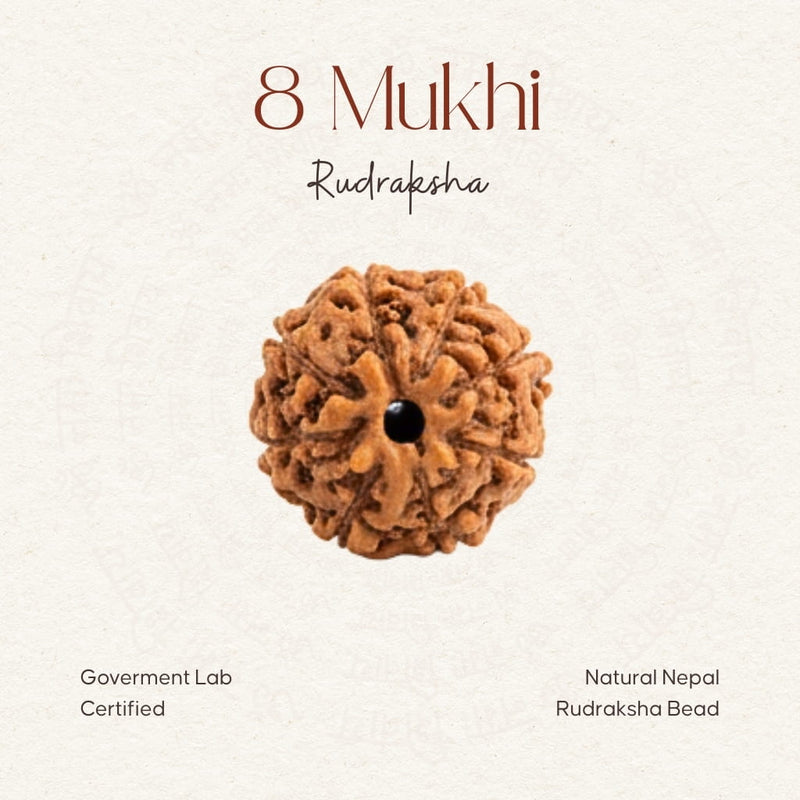 8 Mukhi Rudraksha