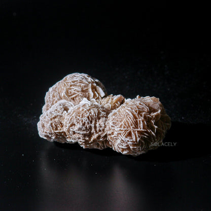 Selenite desert rose cluster on black background