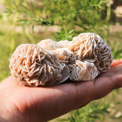 Natural desert rose crystal in palm