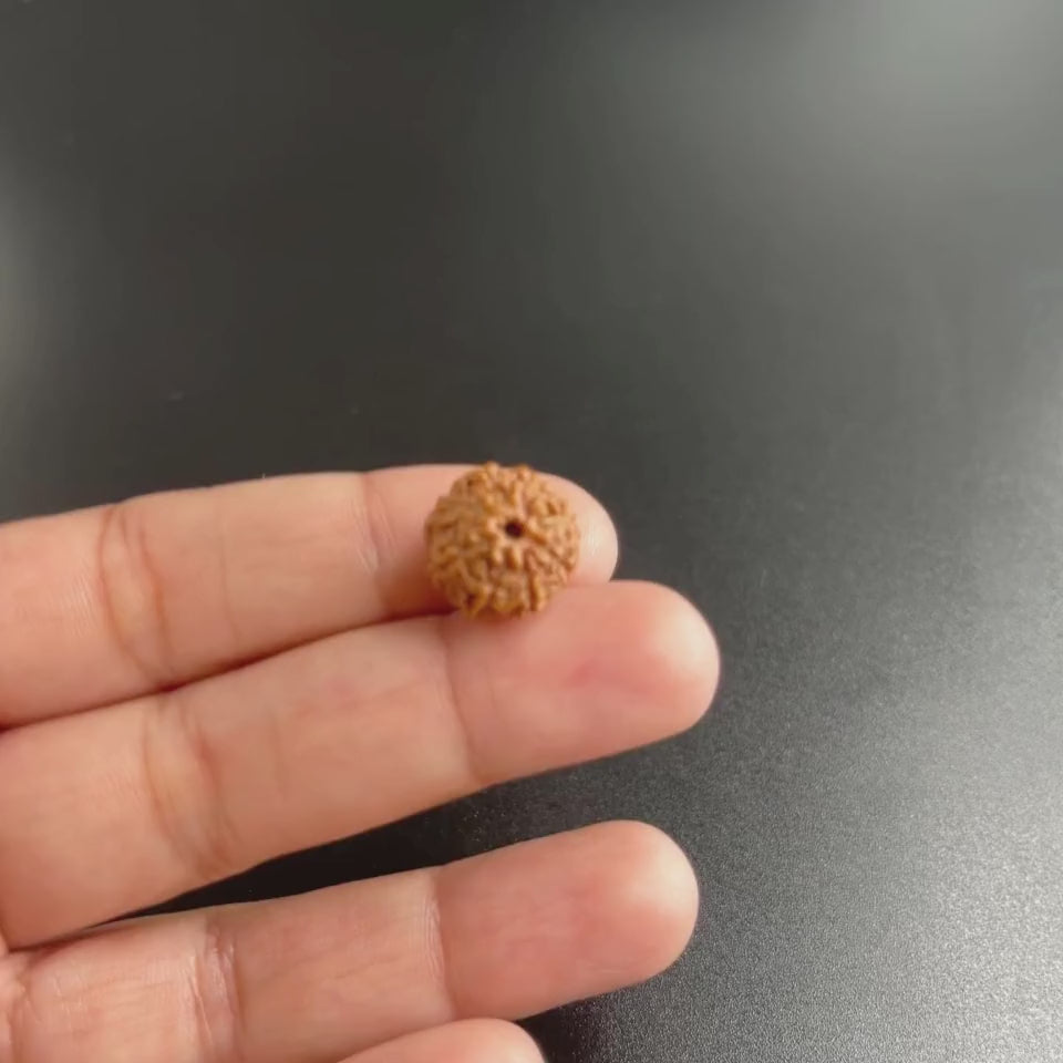 8 Mukhi Rudraksha