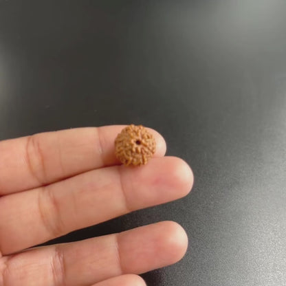 8 Mukhi Rudraksha