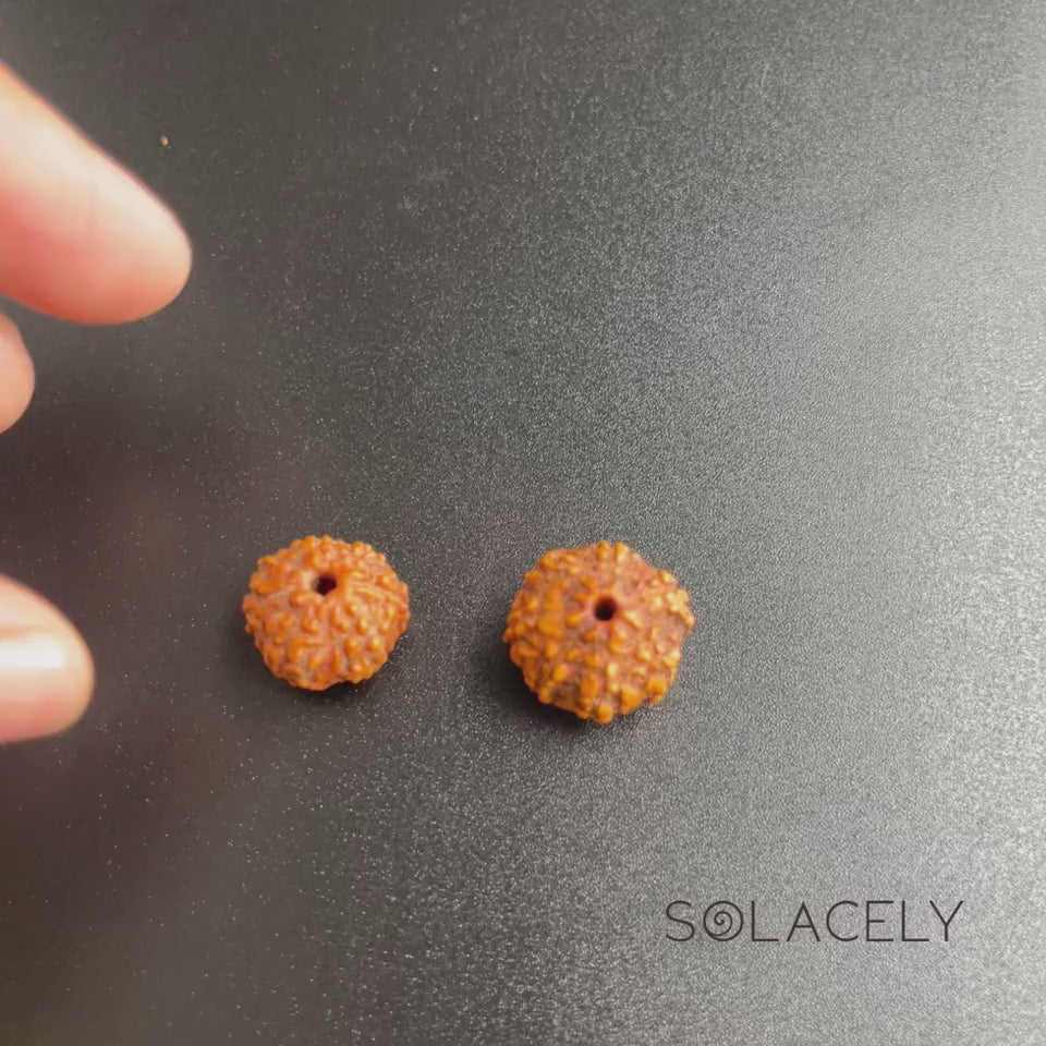 7 Mukhi Rudraksha