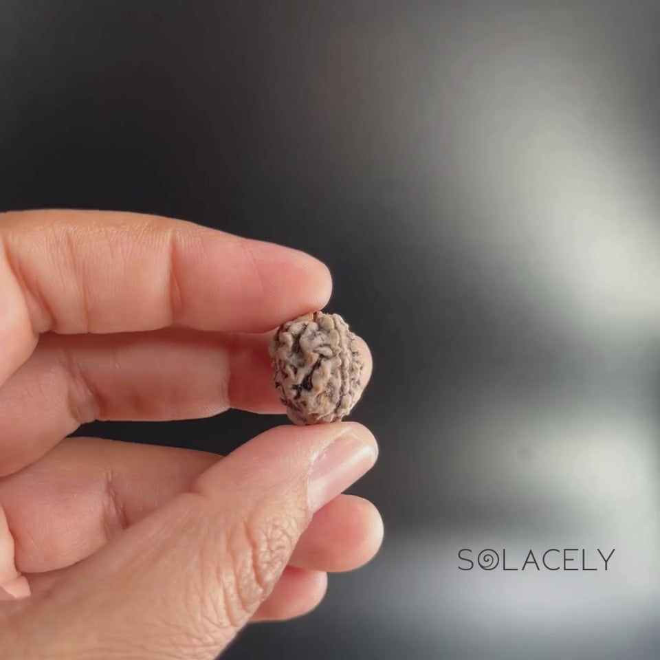3 Mukhi Rudraksha