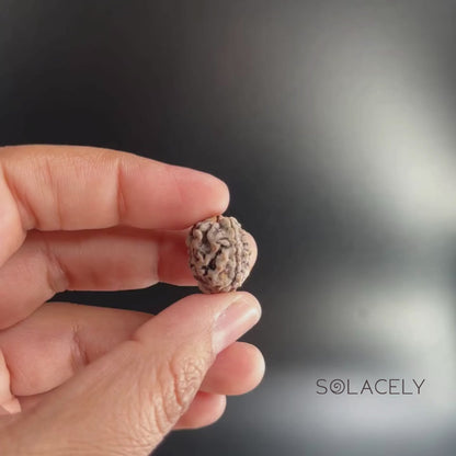 3 Mukhi Rudraksha