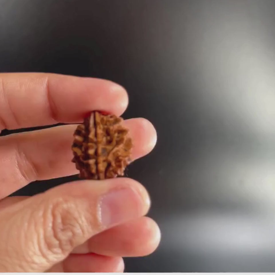 2 Mukhi Rudraksha