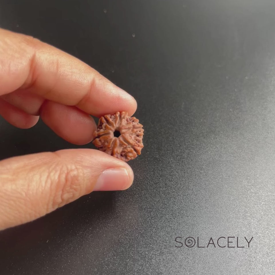 6 Mukhi Rudraksha