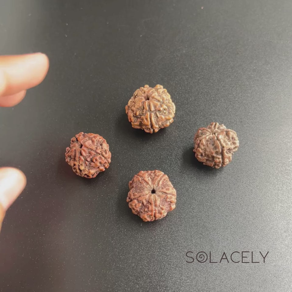 5 Mukhi Rudraksha