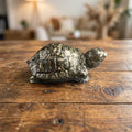 Pyrite Tortoise (Kachua)